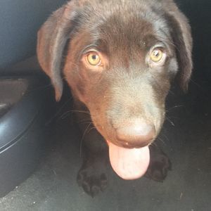 Meet your Posher, Chelsea